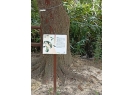 There are many signboards along the road to introduce tree species and knowledge of trees